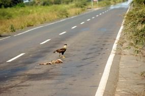road vulture carcass