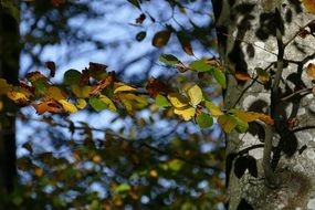 closeup photo of beech tree leaves in autumn