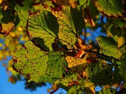 yellow foliage of linden under the sun