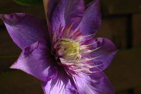 Closeup picture of purple clematis flower