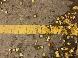 autumn leaves on the road