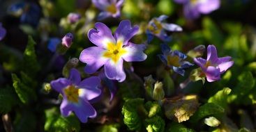 pansy flowers in spring