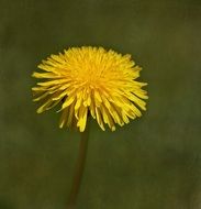 fluffy yellow dandelion blossom