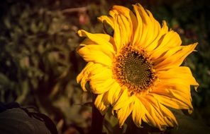 sunflower bloom close-up on blurred background
