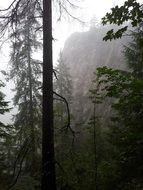 trees on a background of mountains in the mist