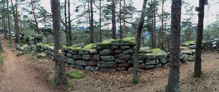 wall covered with moss