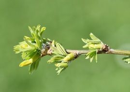 hanging elm branch in spring