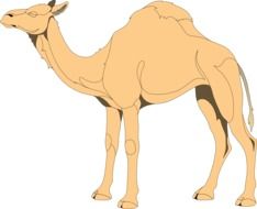 Picture of cute camel at white background