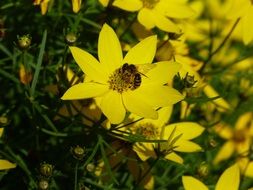 Bee on the beautiful yellow flower