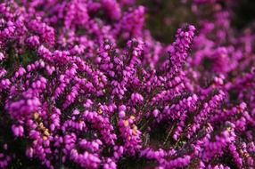 wonderful calluna vulgaris