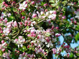 apple tree in bloom closeup