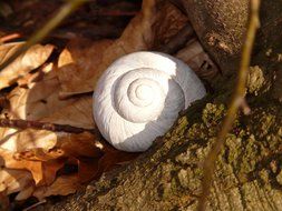 Land snail in forest