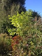 Photo of Natural shrubs
