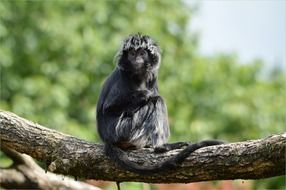 stunning monkey