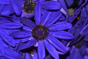 closeup picture of blue flower petals