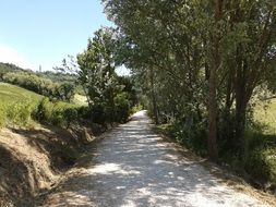 Beautiful avenue on a hill with colorful plants