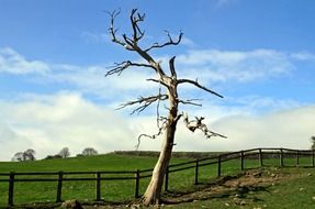 dry tree branches in the village