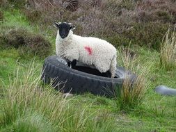 Lamb is inside a vehicle wheel