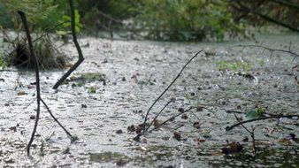 water pond swamp environment