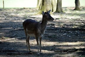 roe deer in the park