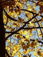 view of the sky through rock maple autumn
