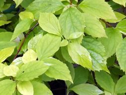 bush with green and yellow foliage