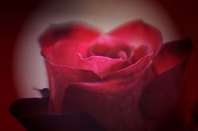 red rose petals closeup