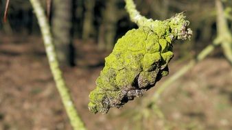 moss pine cones