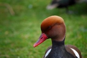 pochard or diving duck