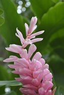 tropical pink flower