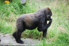 Black gorilla in nature