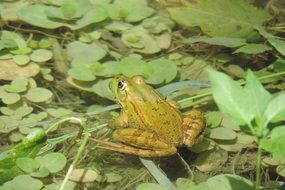 plitvice lakes frog