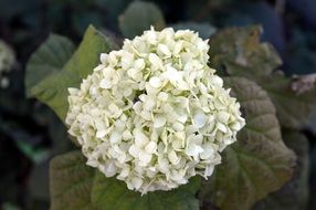 hydrangea white flowers in autumn