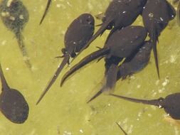 tadpoles water