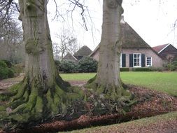 trees with large roots in front of the farmhouse