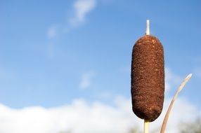 closeup photo of reed against the blue summer sky