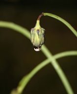 macro photo of a drop of water on the plant