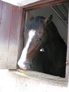 Domestic brown horse on a farm