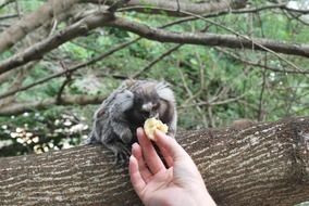 feeding animal close-up on blurred background