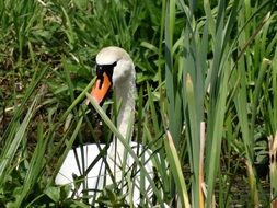 white swan in nature