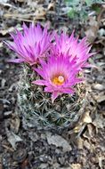 pink flowers on a cactus