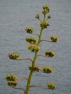 inflorescence of agave close up