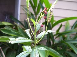 caterpillar of monarch butterfly eating plant