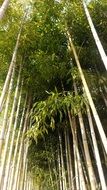 thickets of bamboo forest