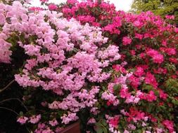 rhododendron japanese garden
