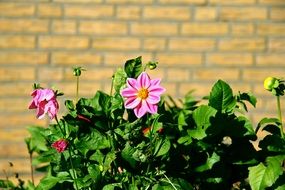 pink flowers with green leaves near a brick wall