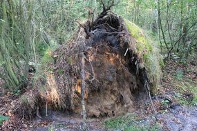 roots of the tree in the forest