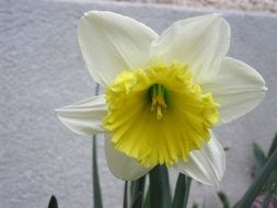 white daffodil with a yellow heart