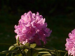 pink azaleas on the bush