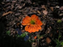 beautiful red flower in the forest